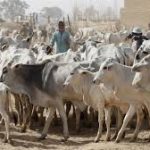 Farmers/Herders Crisis: Presidency Denies Forced Ruga Settlements