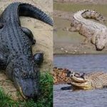 Crocodile Attacks, Kills 9-Year-Old Indonesian Girl
